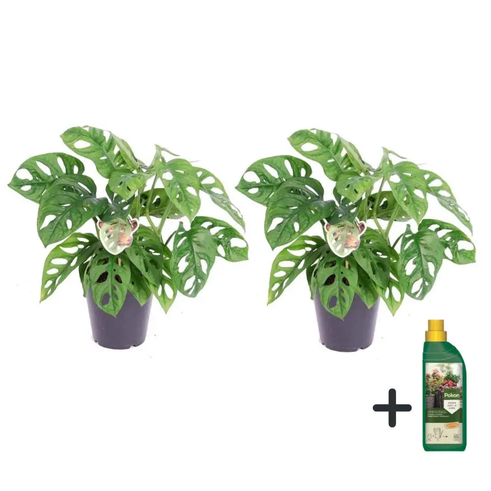 Apenmasker - Set van 2 - Monstera 'Monkey Mask' - Hoogte 25-30cm - ⌀12cm