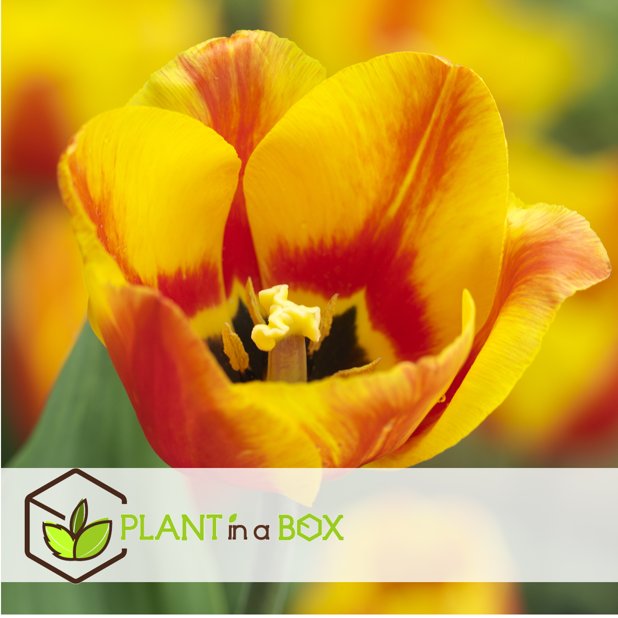 Tulipa flair - bulbes de tulipes x20 - bulbes de fleurs