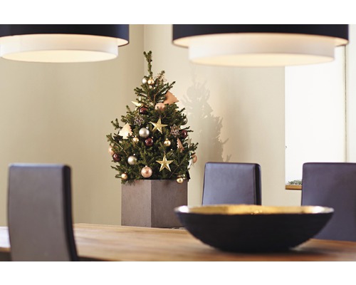 Spar 'Little Santa' - R - H 50-60 cm Co 5 L Mini kerstboom geschikt om te planten