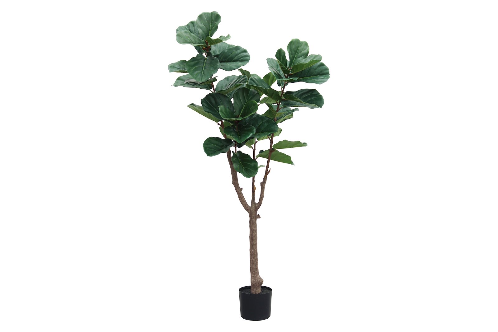 Fikus potteplante Grønn H160 cm