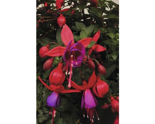Fuchsia standaard (FloraSelf Fuchsia cultivars) H 35-50 cm Ø 18 cm pot