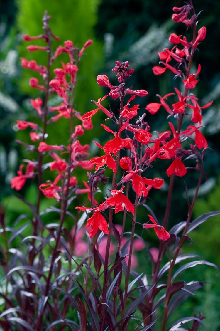 Rode Lobelia (Lobelia fulgens 'Queen Victoria') D 11 H 80 cm