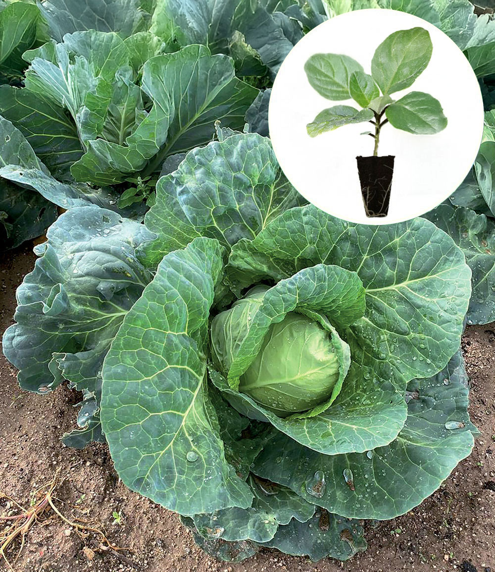 Spitzkohl 'Chana' F1