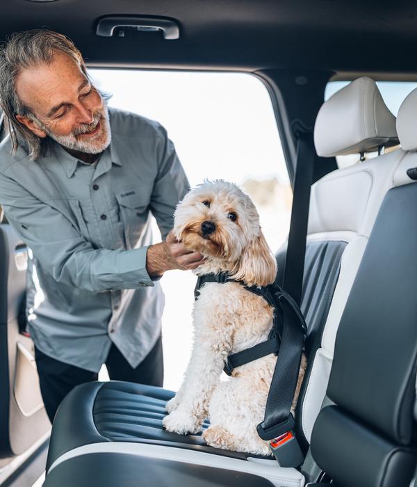THULE® Hundegeschirr für Autos Cappy