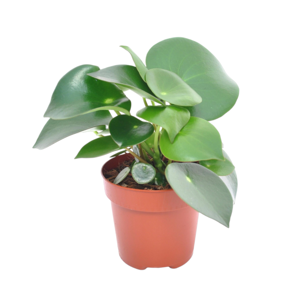 Plante d'intérieur - peperomia raindrop 20.0cm