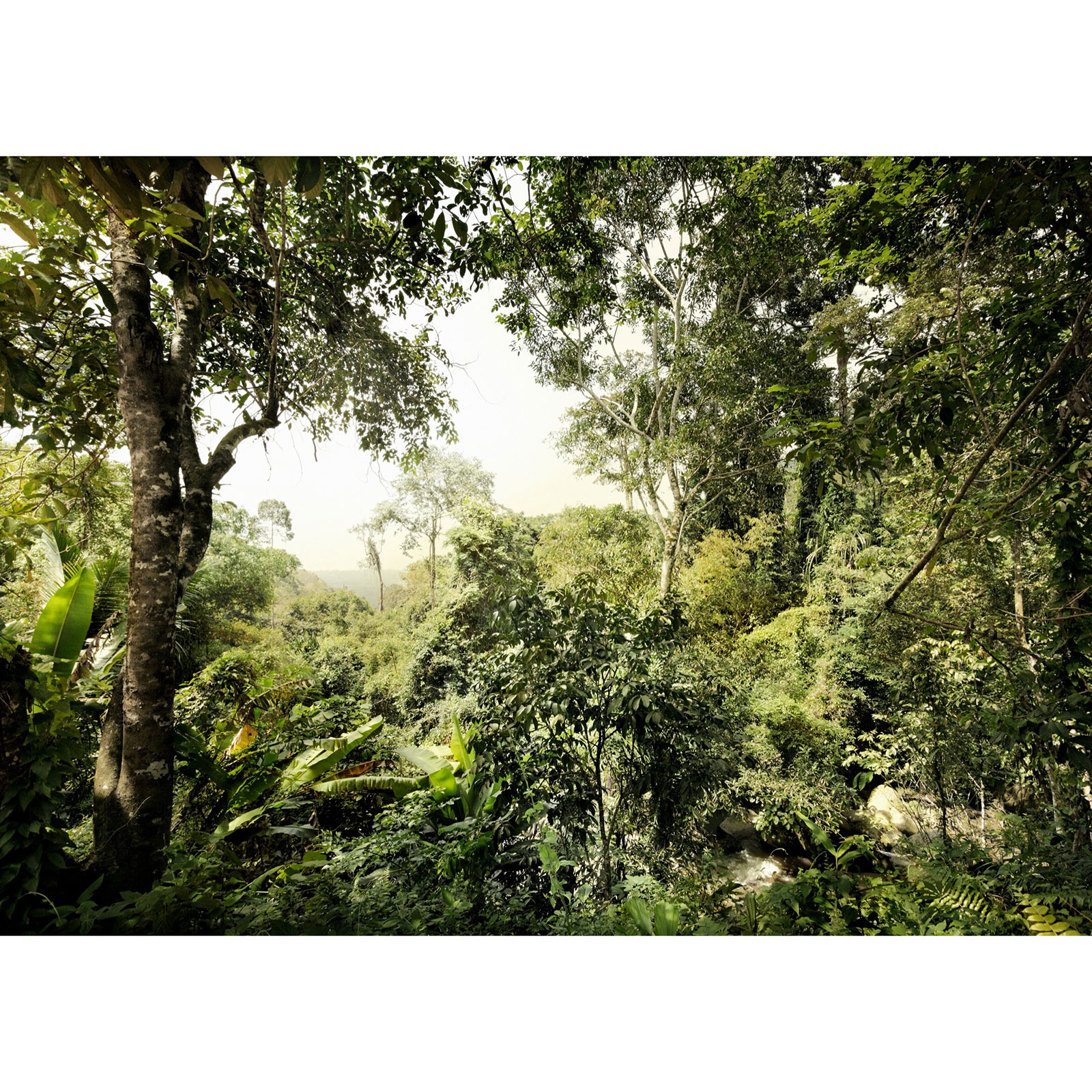 Vlies-Fototapete DSCHUNGEL - grün - 350x250 cm
