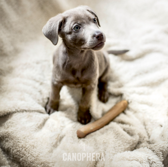 CANOPHERA - KaffetræTyggepind18cm - XS