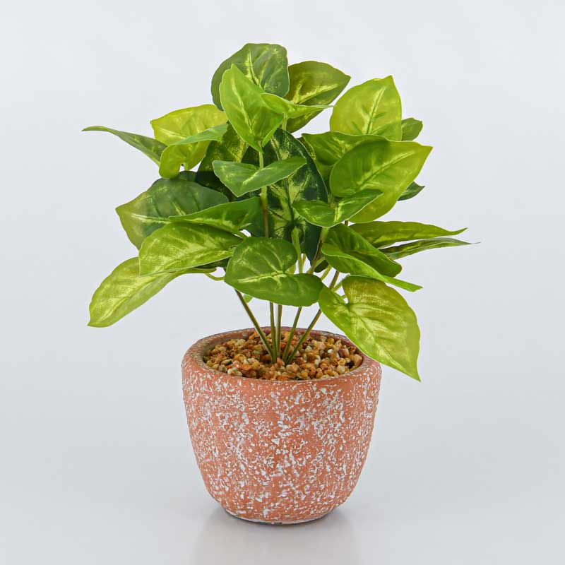 Plante en pot