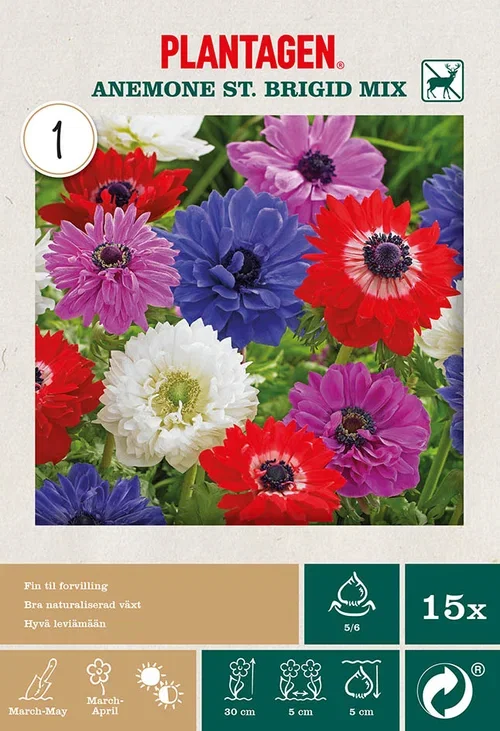 Plantagen Bukettanemone miks ‘St. Brigid’ 15 kp