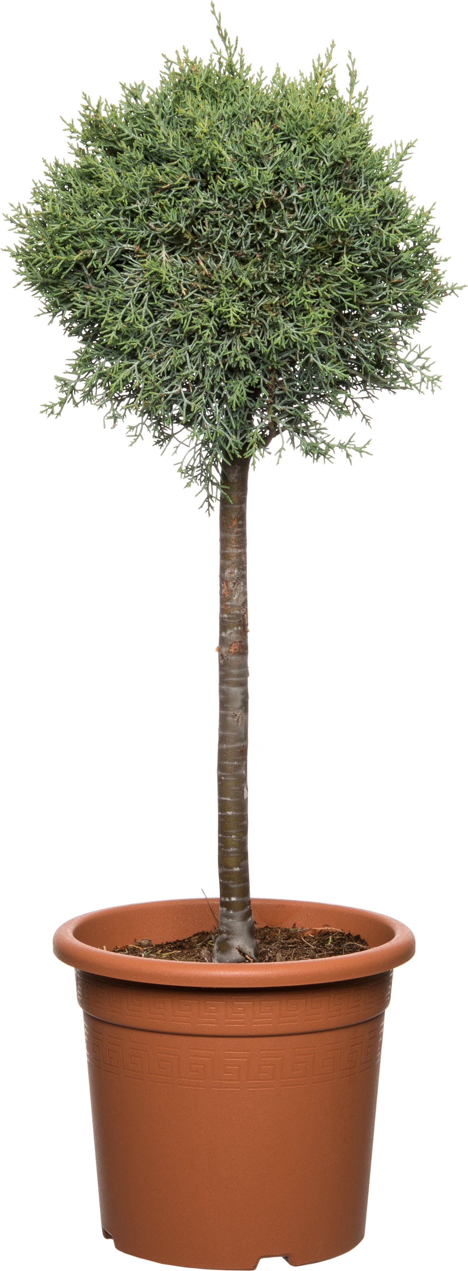 Arizonacipres op stam (Cupressus arizonica 'Glauca') D 27 H 90 cm