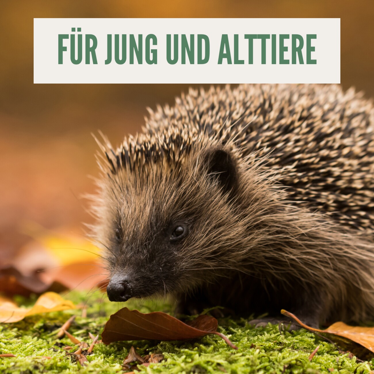 Orni Getreidefreies Igelfutter mit Insekten 1 kg
