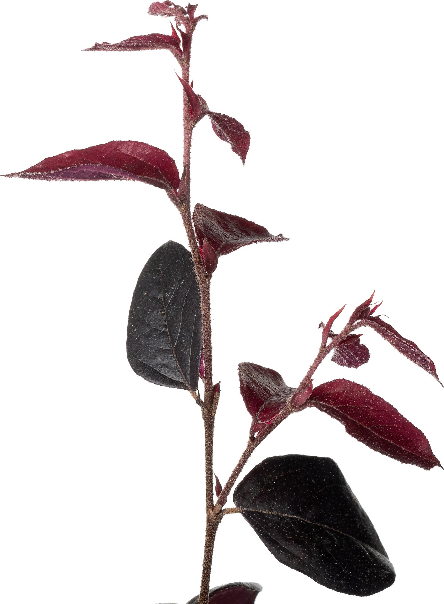 Heksenstruik (Loropetalum chinense 'Ever Red') D 15 H 25 cm