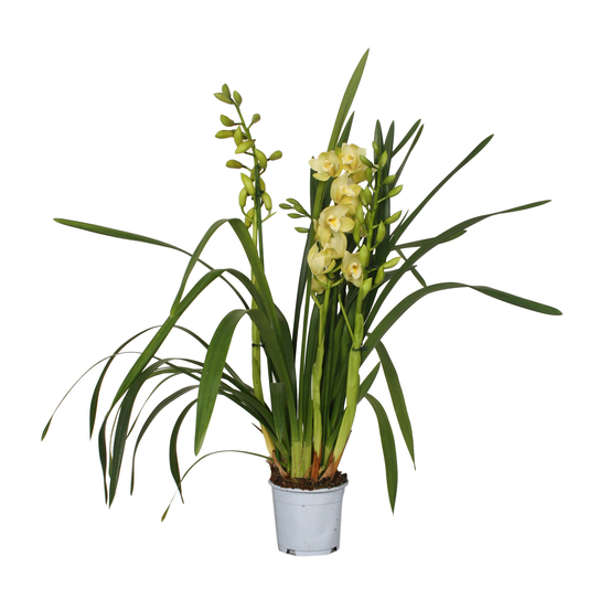 Orchidée CYMBIDIUM PADDY 3 TIGES D12 H60