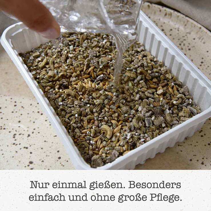Gimpet Soft Gras für Katzen, 100 g