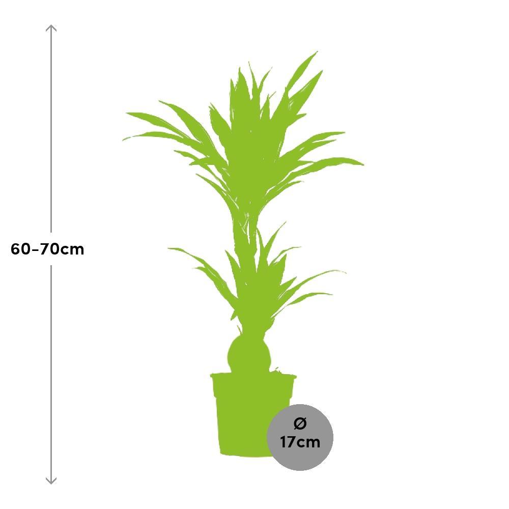 Plante d'intérieur - dracaena 'warneckei' 65.0cm