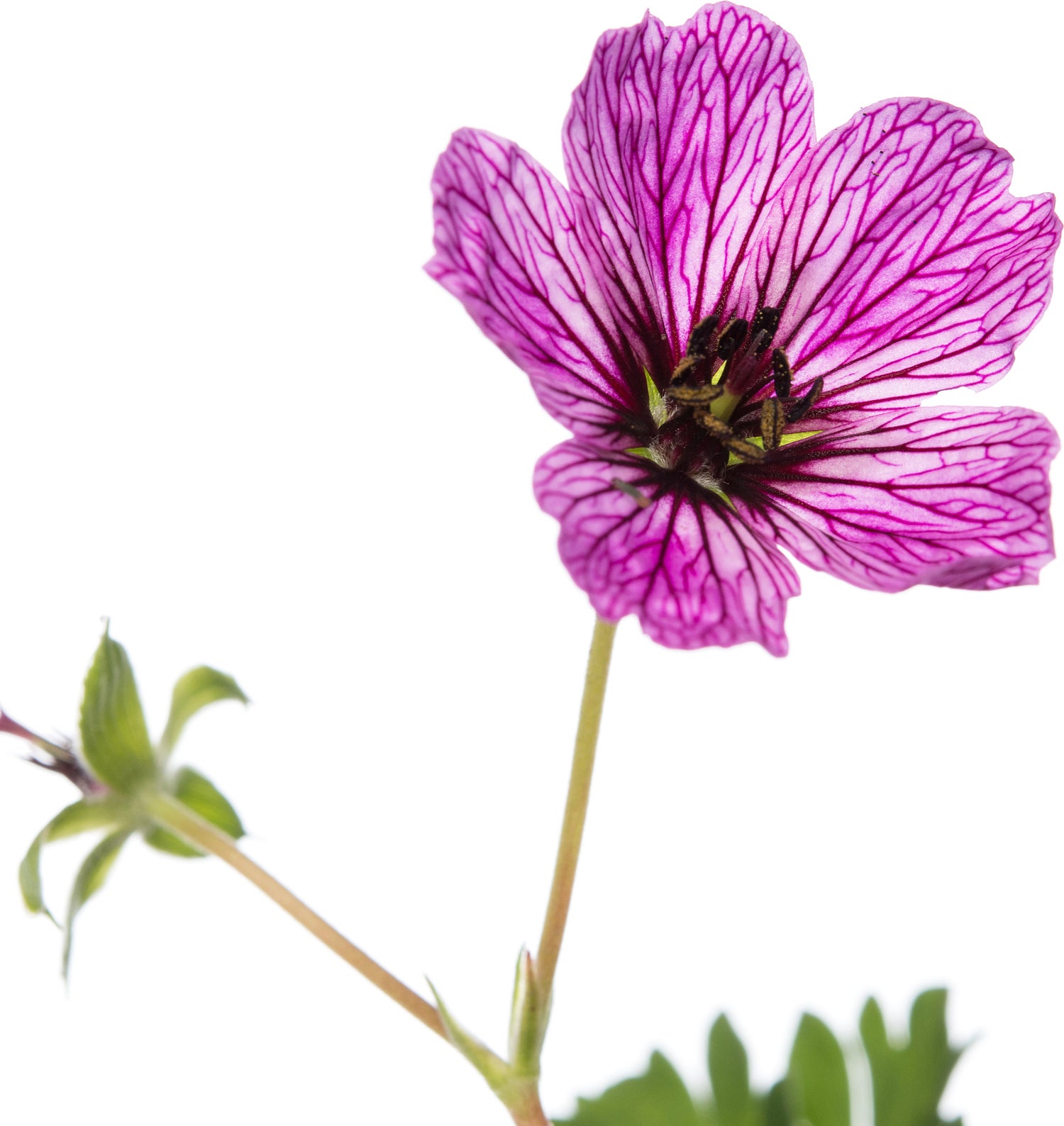 Ooievaarsbek (Geranium cinereum 'Ballerina') D 11 H 10 cm