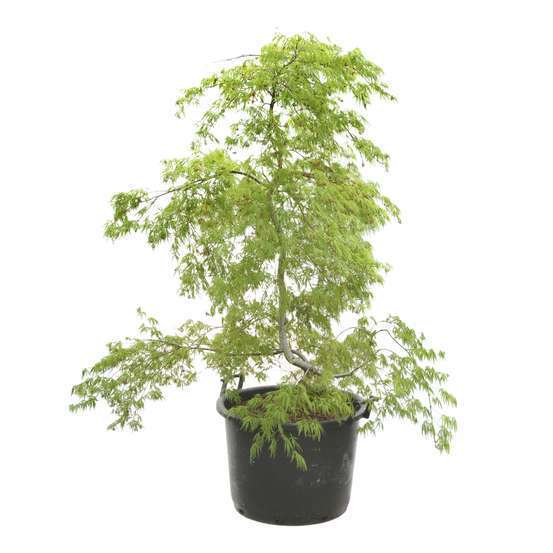 Acer palmatum 'Viridis' Dissectum C80L h.150/175cm