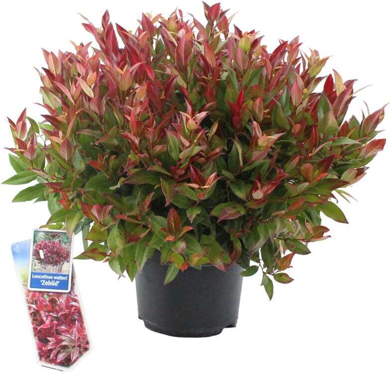 Druifheide (Leucothoe axillaris 'Curly Red') D 17 H 35 cm