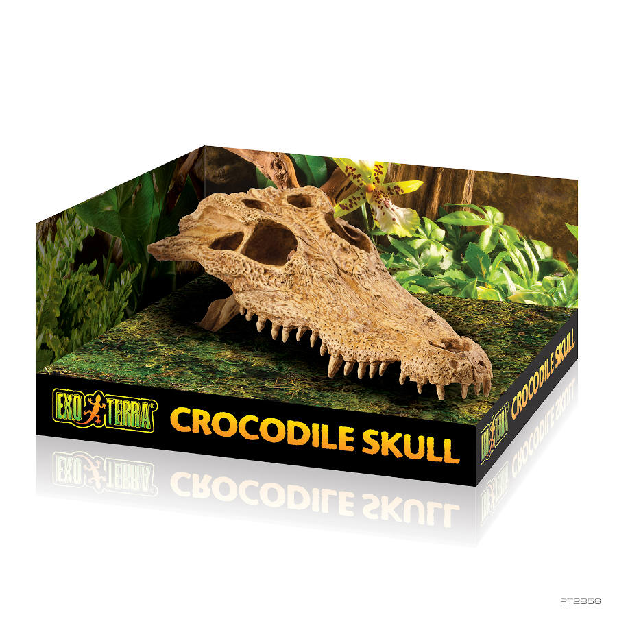 Decoração de terrário com crânio de crocodilo Exo Terra