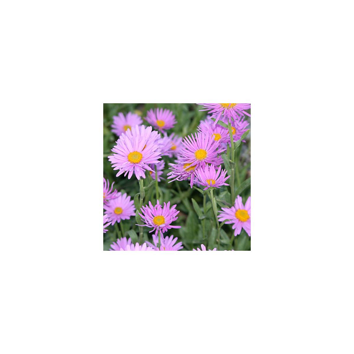Aster de printemps happy end/aster alpinus 'happy end'[-]godet