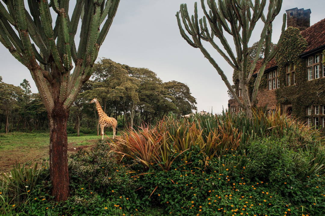 Giraffe Manor #14 by Klaus Thymann - Limited Edition. Edition of: 150. Signed.