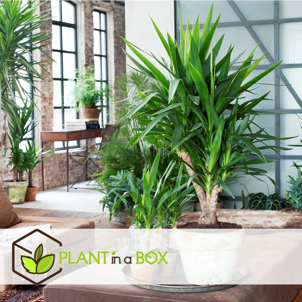 Mélange de palmiers d'intérieur - mélange de 3 - washingtonia - yucca - phoenix