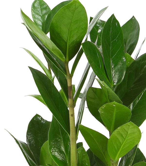 Glücksfeder - Zamioculcas zamiifolia