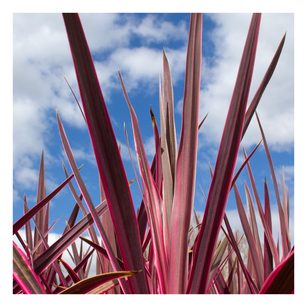 Cordyline obtecta super star/cordyline obtecta super star[-]pot de 4l - 40/60 cm