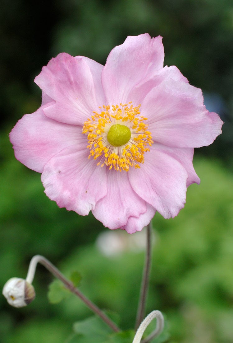 Herfstanemoon (Anemone hybrida 'Königin Charlotte') D 11 H 10 cm