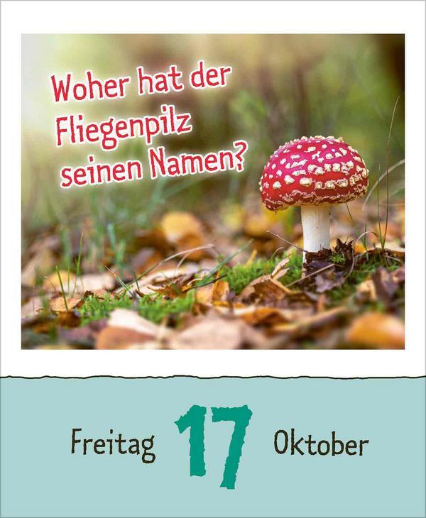 Warum wackelt Wackelpudding? 2025