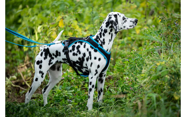 Hunde-Geschirr »Grossenbacher Vary M« Polyester