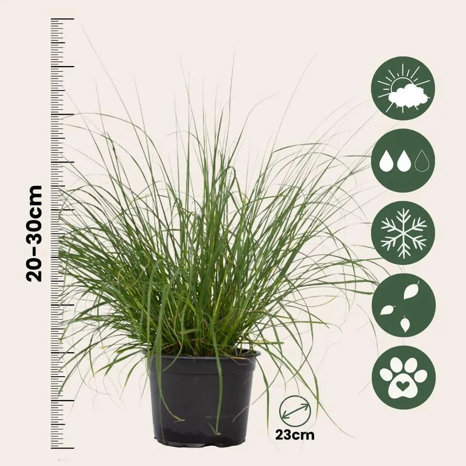 Lampenpoetersgras - Set van 2 - Pennisetum 'Hameln' - Hoogte 20-30cm - ⌀23cm