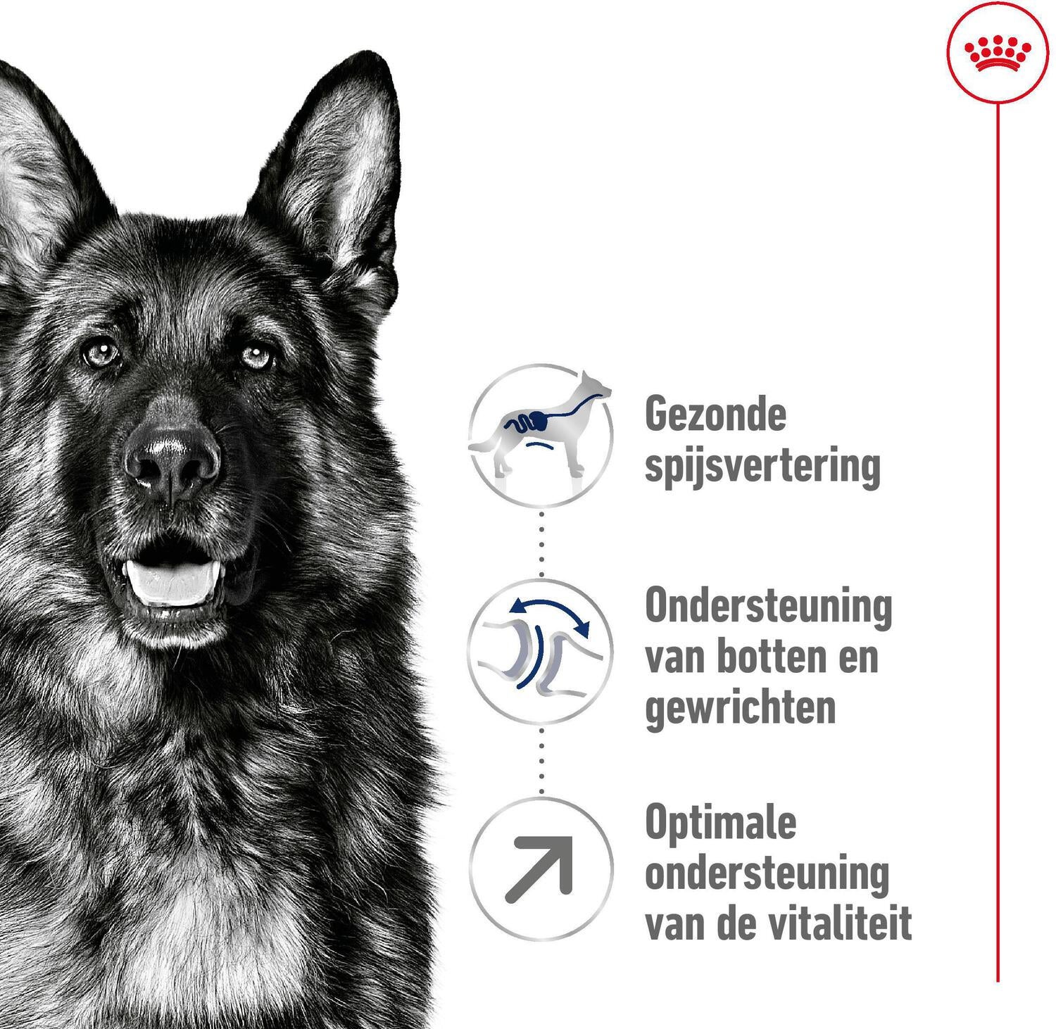 Royal Canin hondenvoer Maxi adult 5+ 15 kg