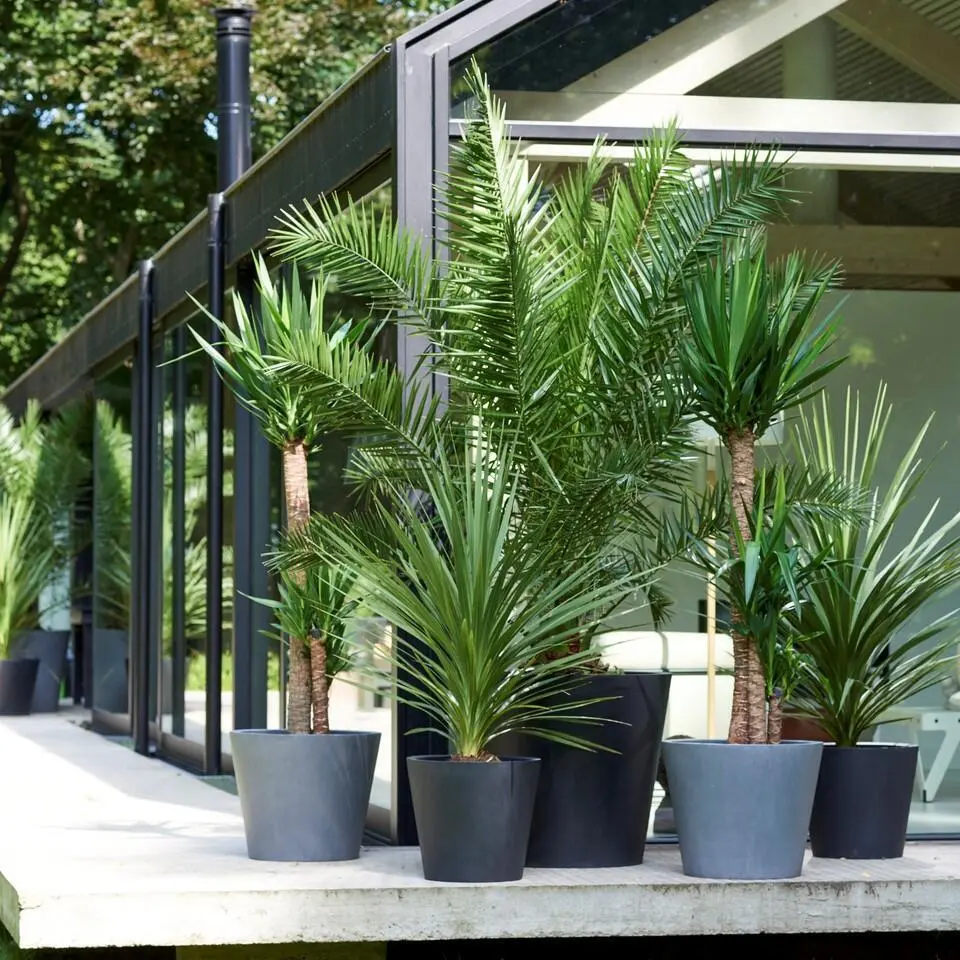 Tuinpalmen met plantenvoeding - Set van 6 - Hoogte 50-70cm - ⌀15cm
