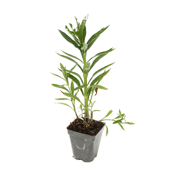 Cataleptique bouquet rose : godet vert