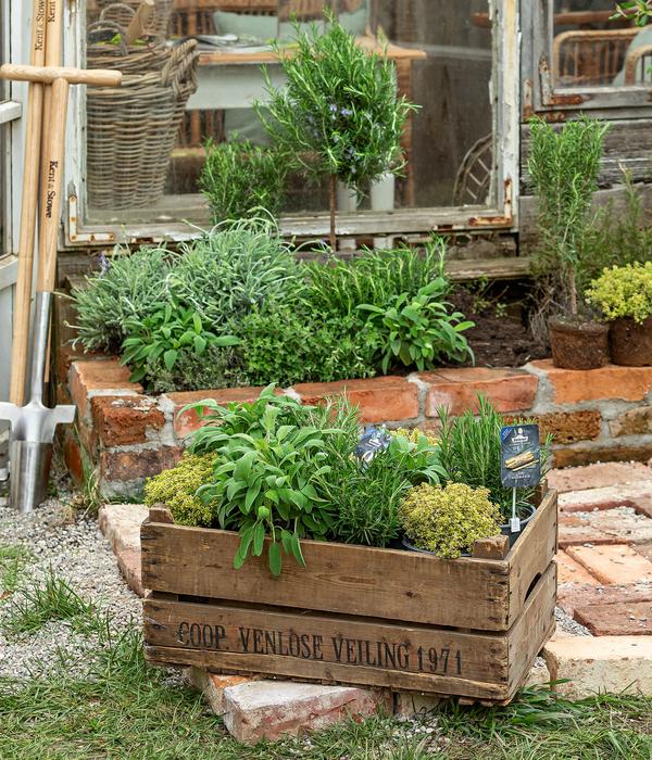 Dehner Gourmet Garten Zitronen-Thymian