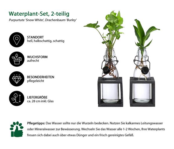 Waterplant-Set Grünpflanzen in Glasflaschen,