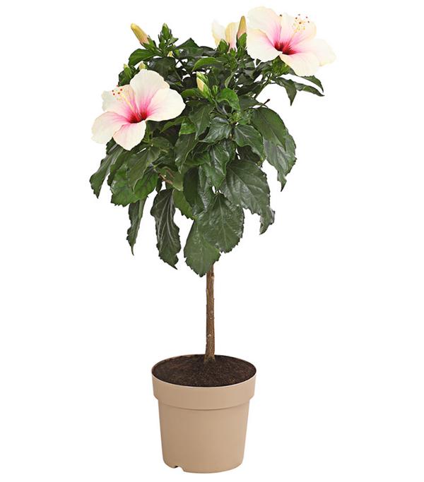 Zimmerhibiskus - Hibiscus rosa-sinensis,