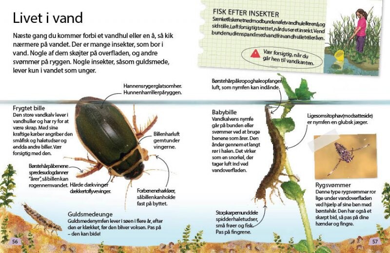 Insekter Og Edderkopper - Bog