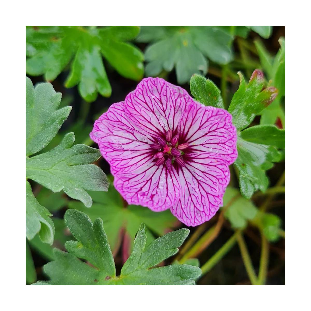 Géranium vivace à feuilles cendrées laurence flatman/geranium cinereum 'laurence flatman'[-]godet