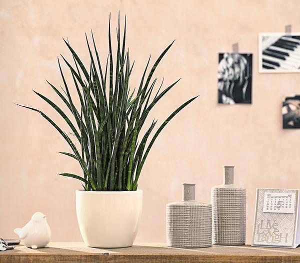 Bogenhanf - Sansevieria hybride 'Fernwood