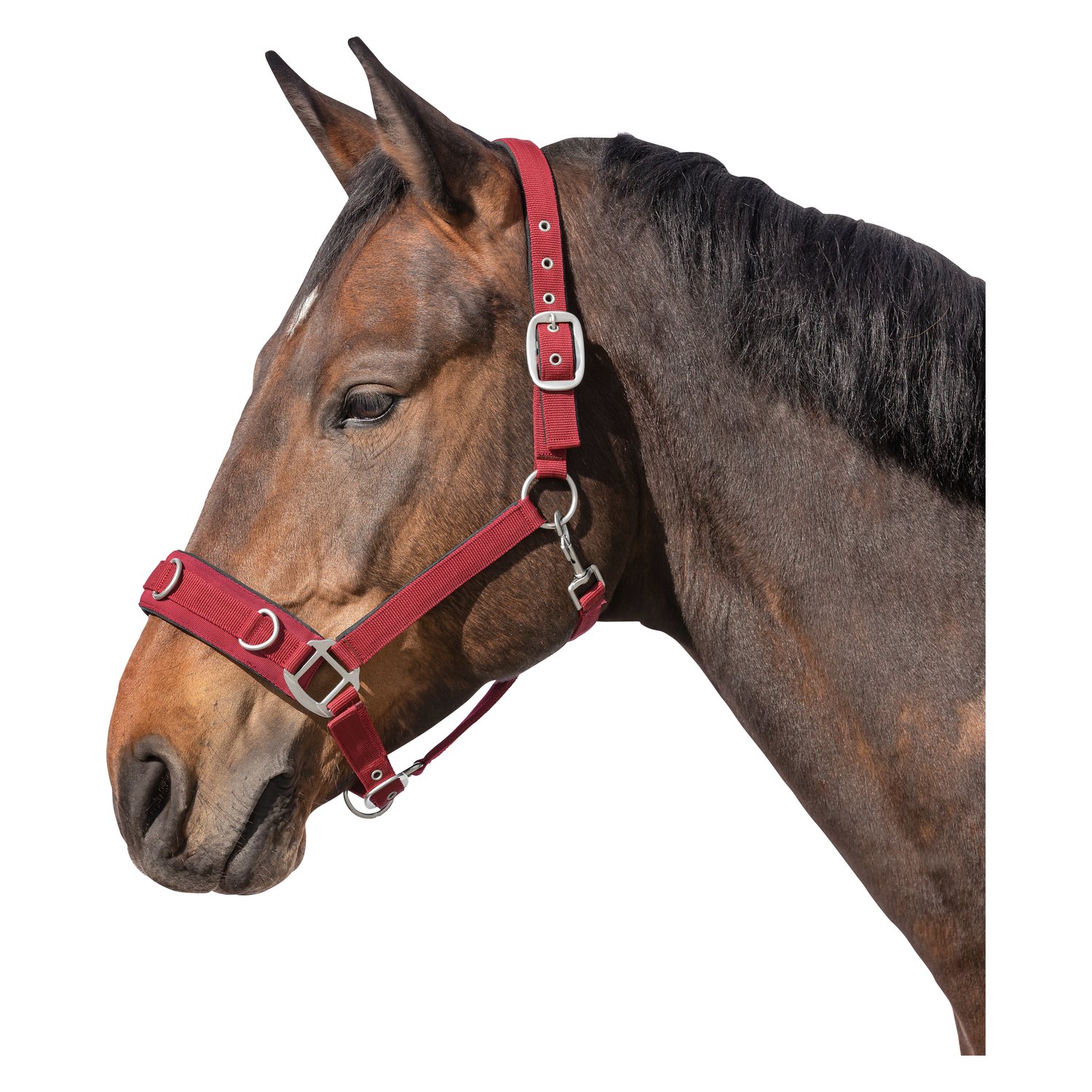 Horse-friends Longier- und Stallhalfter  - bordeaux