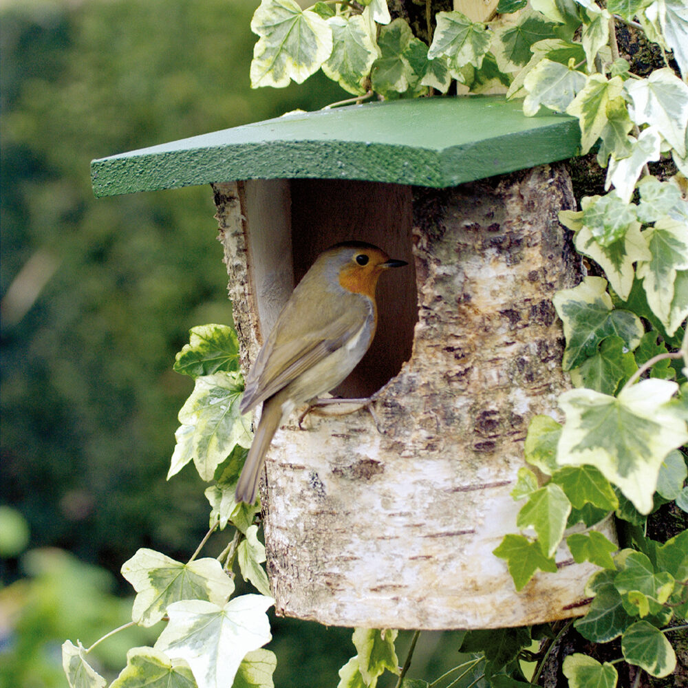 Wildbird Nestkast Berk