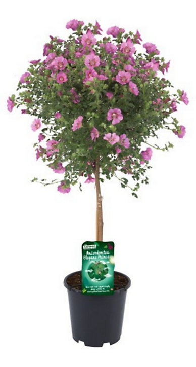 Plante Anisodontea Capensis Tige 19