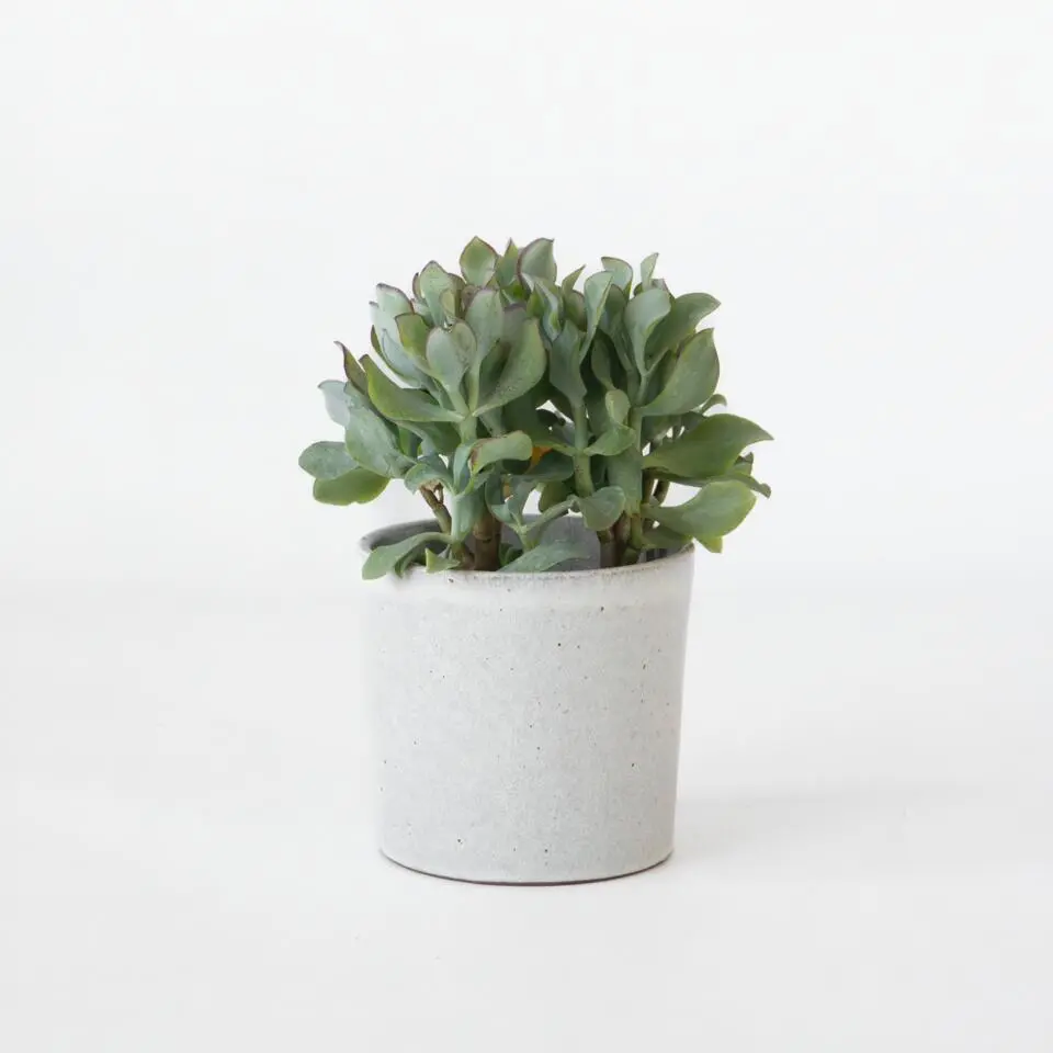 Jadeplant - Crassula arborescens 'Curly' - Hoogte 15-25 cm - Pot 12 c