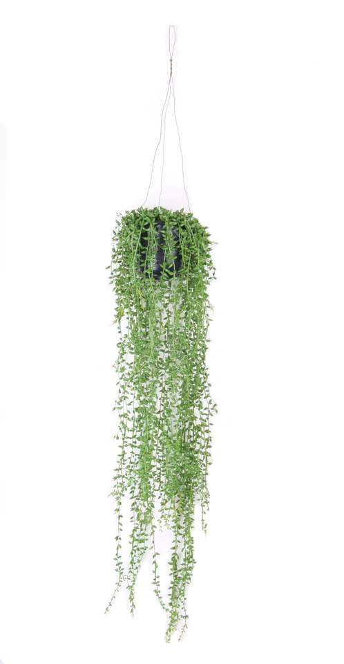 Senecio hanging