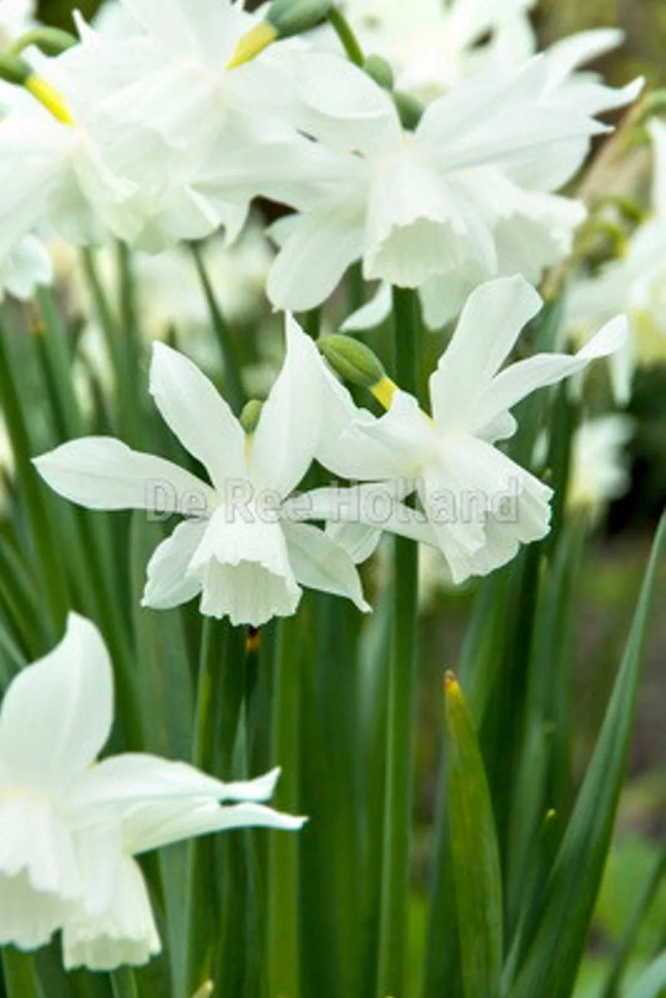 Narcissus (Triandrus-Group) 'Thalia' Orkidénarsiss 'Thalia' ØKO