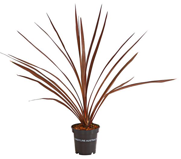 Keulenlilie - Cordyline australis