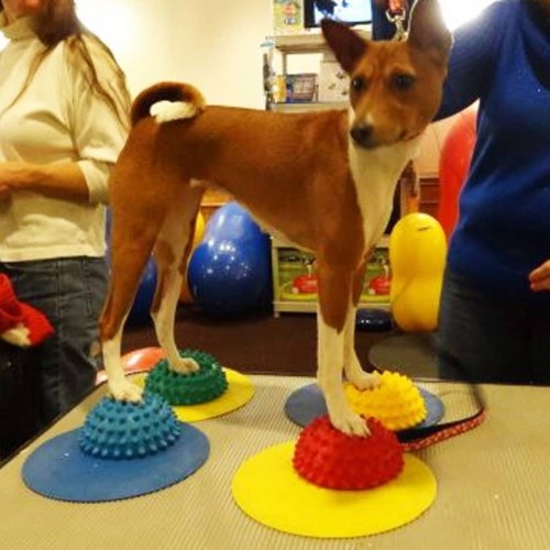 Acessório de equilíbrio para patas de cachorro