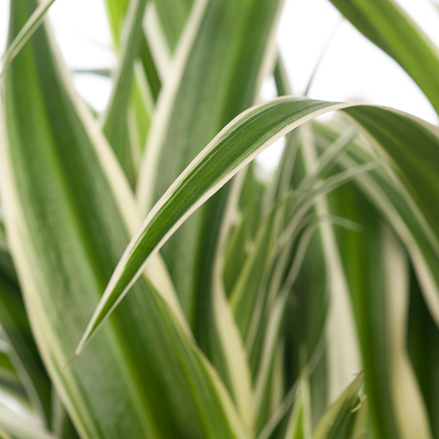 Graslelie (Chlorophytum comosum 'Ocean') D 15 H 20 cm
